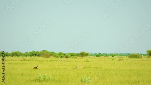 A northern black korhaan (Afrotis afraoides) in a field. photo