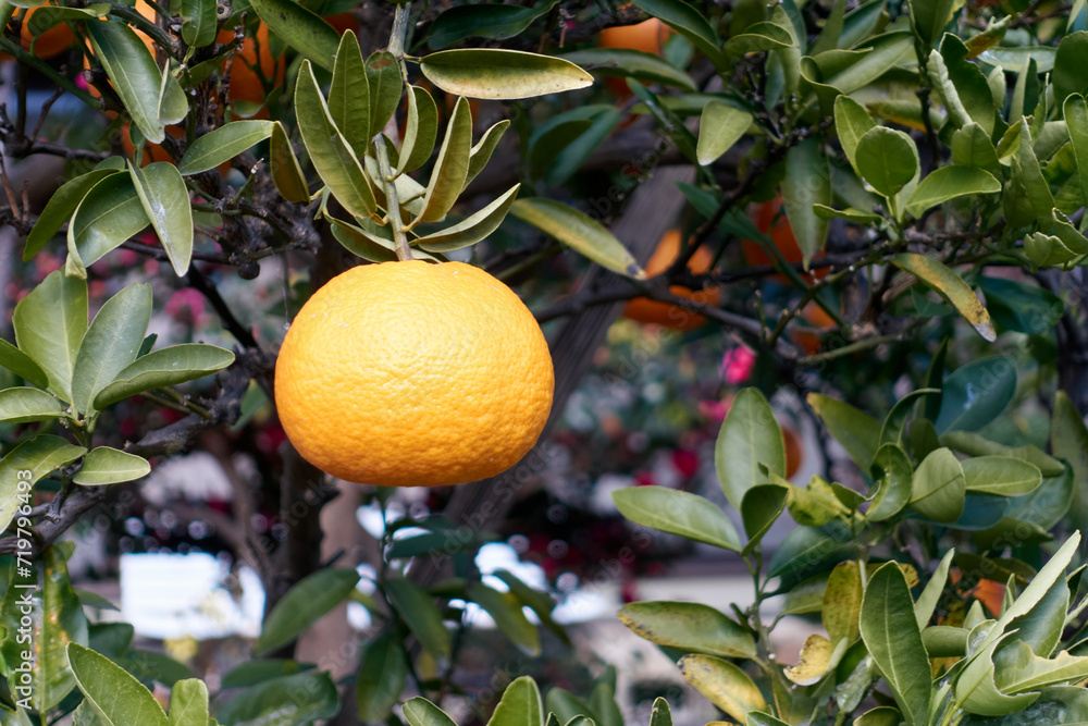 木に実ったオレンジ色のミカン