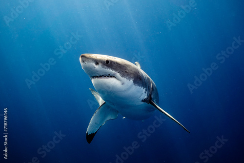 Great White Shark Close Up