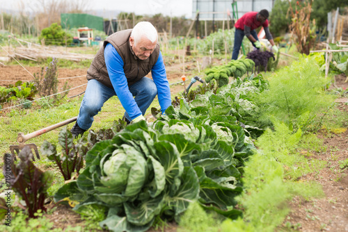 Senior man growing cabbage at farm