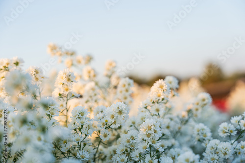 White cutter flower field in garden with blurry background and soft sunlight. Close up of flowers blooming for floral poster
