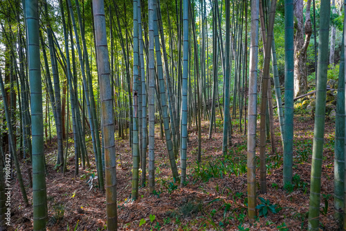 Thick forest of bamboo stalks in Hakone Japan