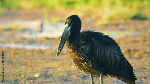 An African Openbill (Anastomus lamelligerus) in Uganda. photo