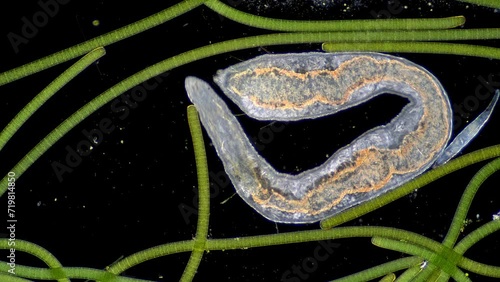 A microscopic flat worm, trapped between strands of filamentous cyanobacteria, looking for a way out. 200x magnification, dark field microscopy