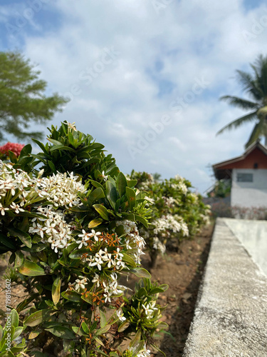 white Ixora plants © Ladyana