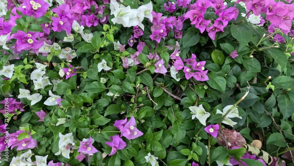 Bougainvillea Blooms in Springtime Bougainvillea Blooms in Springtime