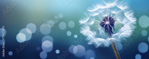 A dandelion seed macro shot with Beautiful blue background  The Field dandelion flower sketch with flying seeds  Dandelion seeds on sky background with copy space