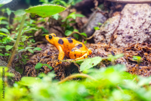 the pamanian golden frog, atelopus zeteki, living in Panama is critically endangered due to the chytrid fungus and illegal pet trade photo