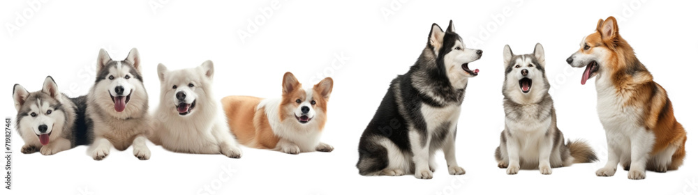 Siberian Husky samoyed and crogi dogs family set in 3d png transparent wallpaper. Created using generative AI.