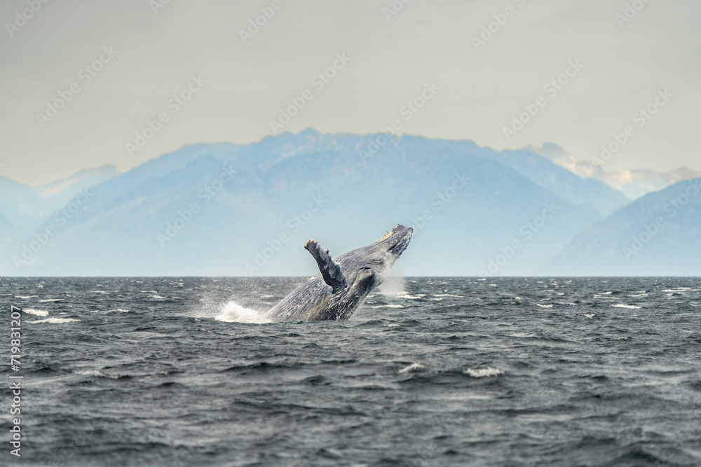Fototapeta premium Humpback whale breach