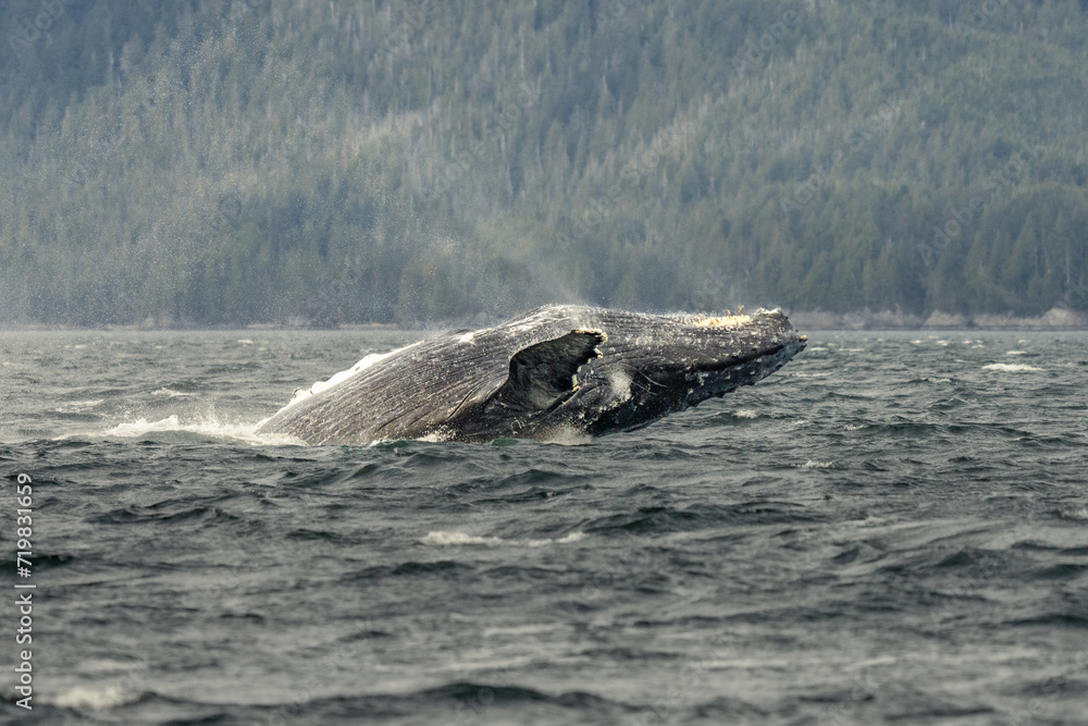 Obraz premium Humpback whale breach
