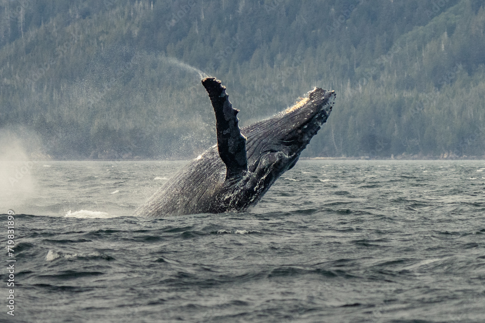 Obraz premium Humpback whale breach