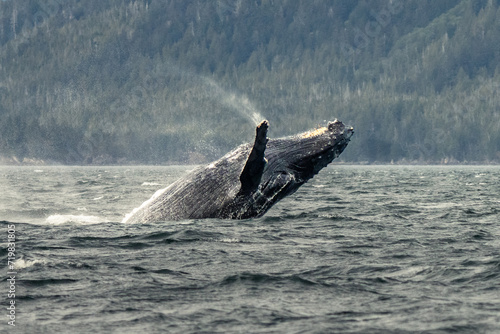 Wallpaper Mural Humpback whale breach Torontodigital.ca