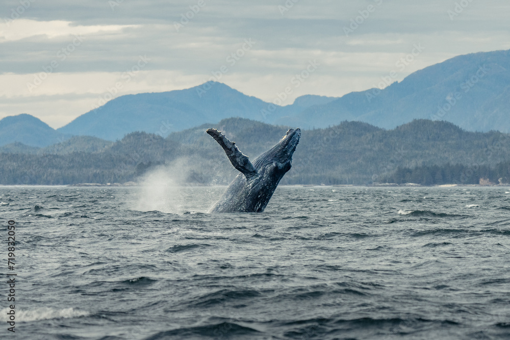 Naklejka premium Humpback whale breach