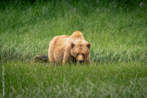 Wallpaper Mural grizzly bear Torontodigital.ca