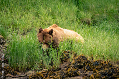 Wallpaper Mural grizzly bear Torontodigital.ca