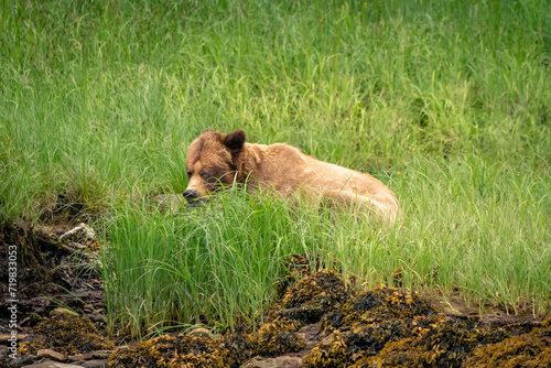 Wallpaper Mural grizzly bear Torontodigital.ca