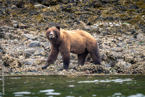 Wallpaper Mural grizzly bear Torontodigital.ca