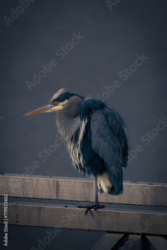 Wallpaper Mural great heron Torontodigital.ca