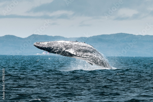 Wallpaper Mural humpback whale Torontodigital.ca