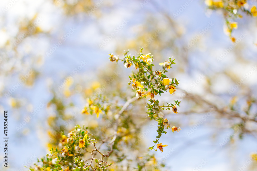 Yellow flowers close up against blue sky. Blue and yellow Yellow flowers close up against blue sky. Blue and yellow