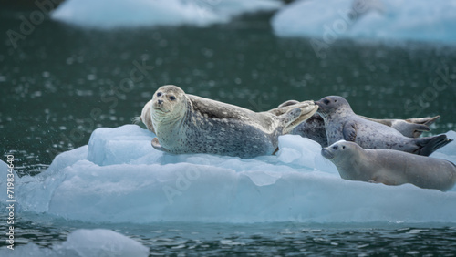 Wallpaper Mural Seal on ice Torontodigital.ca