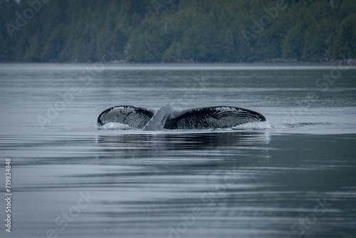 Wallpaper Mural humpback whale tail Torontodigital.ca
