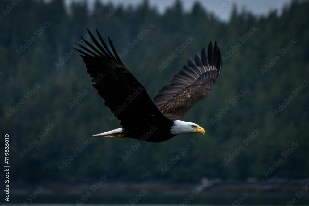 Obraz premium American Bald Eagle