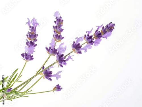 Lavender flowers isolated on white background   Generative AI