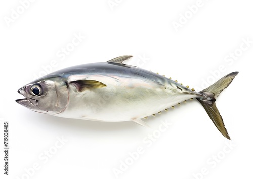 Fish Atlantic bonito, isolated on white background (Sarda sarda) : Generative AI photo