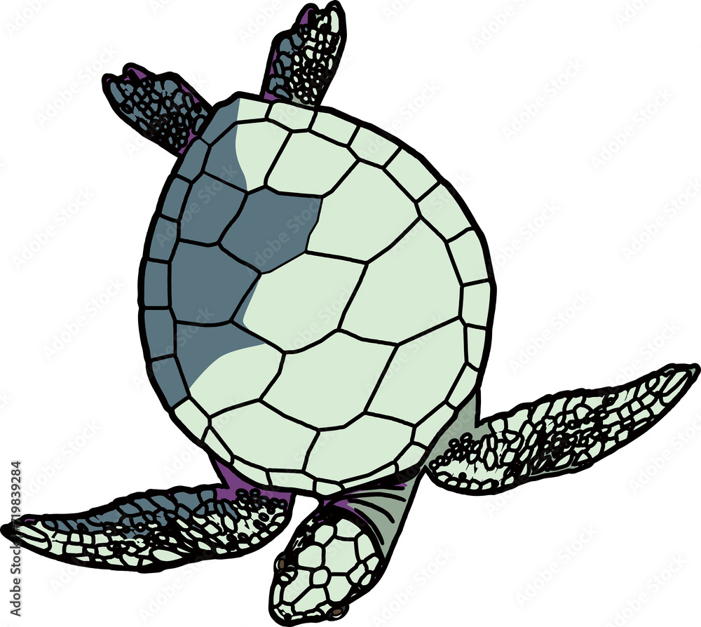 Fototapeta premium 亀（turtle）(PNG)