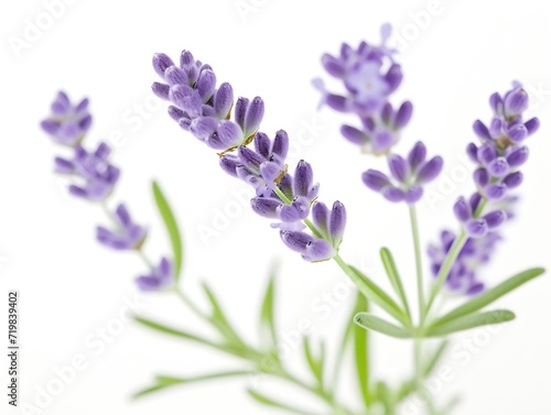 Lavender flowers isolated on white background   Generative AI