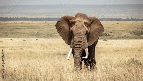 African elephant roaming the grasslands of the Masai Mara in Kenya. Elephant is walking towards the camera, panoramic 16x9 format, front view, background bokeh blurred out, textured skin details. photo