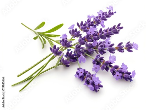 Lavender flowers isolated on white background : Generative AI
