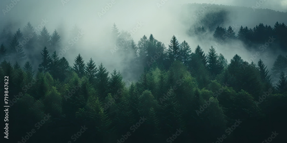 misty autumn coniferous evergreen forest with fog in the mountains,  Misty landscape with fir forest in hipster vintage retro style. dark green forest lanscape panorama - obrazy, fototapety, plakaty 