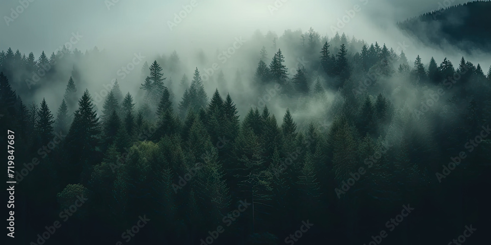 misty autumn coniferous evergreen forest with fog in the mountains, Misty landscape with fir forest in hipster vintage retro style. dark green forest lanscape panorama misty autumn coniferous evergreen forest with fog in the mountains, Misty landscape with fir forest in hipster vintage retro style. dark green forest lanscape panorama