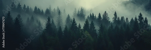 misty autumn coniferous evergreen forest with fog in the mountains,  Misty landscape with fir forest in hipster vintage retro style. dark green forest lanscape panorama © Nice Seven
