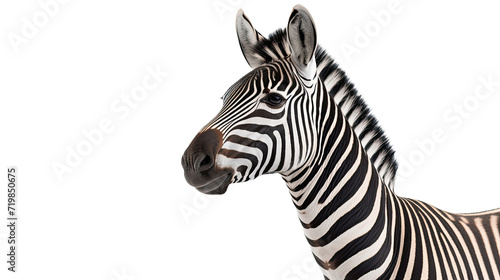 Zebra isolated on a transparent background © khajar