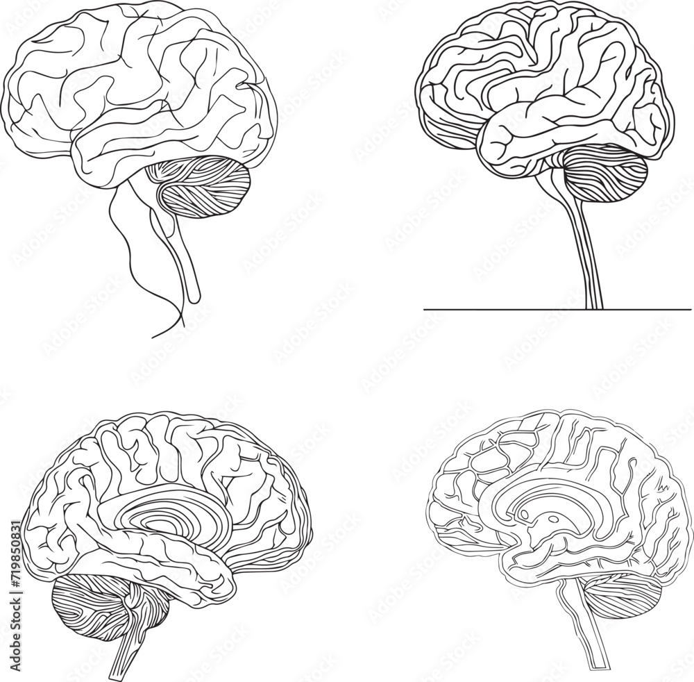 Human Brain vector black and white Human Brain vector black and white