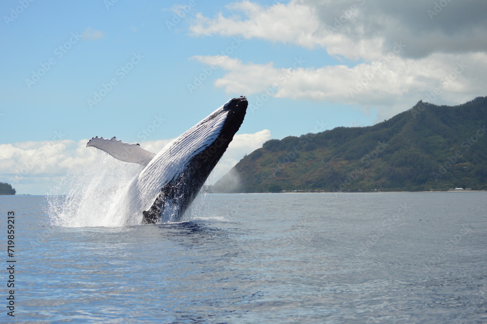 Fototapeta premium humpback whale breaching in moorea