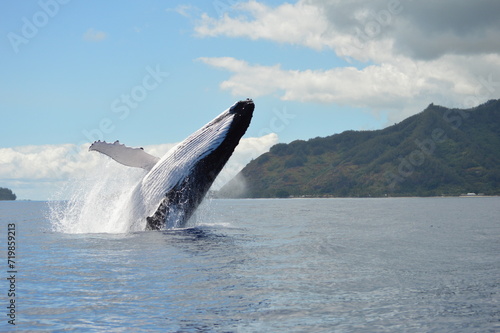 humpback whale breaching in moorea