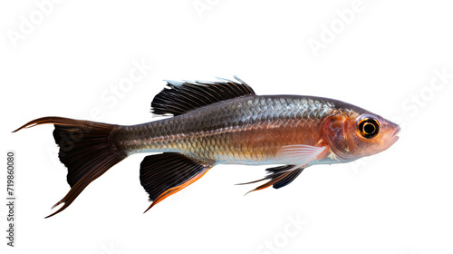 Caulophrynidae fish isolated on transparent background photo
