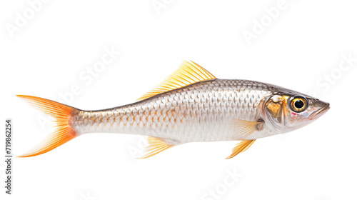 Congiopodidae fish isolated on a transparent background