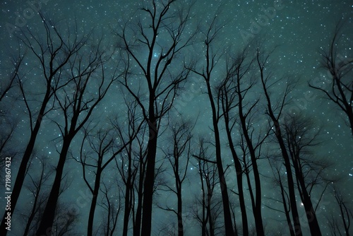Silhouettes of trees in the forest at night with stars