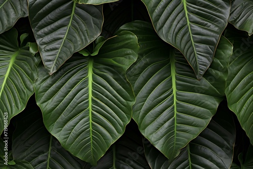 Green leaves background, Tropical leaves texture, Top view, Nature background