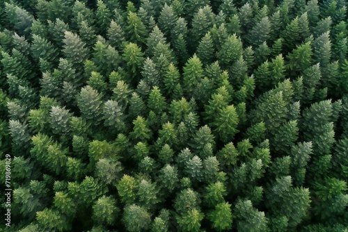 Aerial view of coniferous forest   Top view from drone