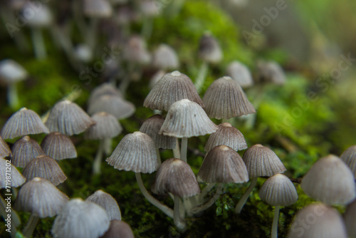 grouping of fairy inkcap in the forest
