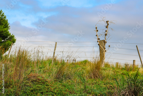 morning landscape with fence in meadow