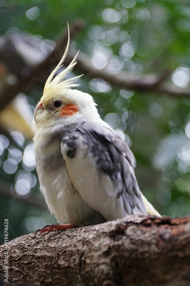 Closeup of a yellow and grey Cockatiel perching on the tree branch Closeup of a yellow and grey Cockatiel perching on the tree branch