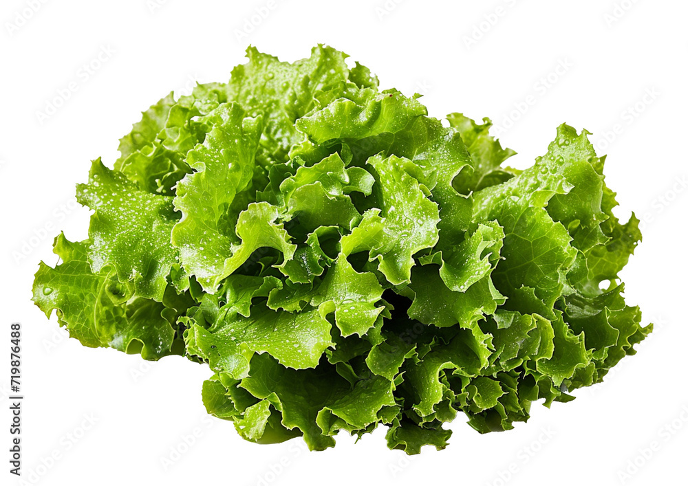Green lettuce isolated a transparent background. Green lettuce isolated a transparent background.